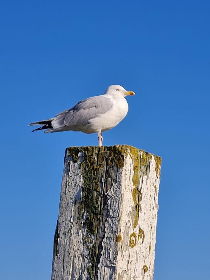 Fewo Mit Meerblick - Direktzugang Zur Nordsee Appartement Wilhelmshaven Buitenkant foto